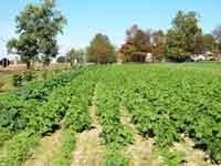 Field of Green Beans